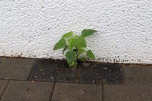 grön växter och blommor växa på de körbana och trottoar. foto