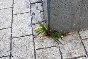 grön växter och blommor växa på de körbana och trottoar. foto