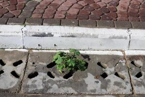 grön växter och blommor växa på de körbana och trottoar. foto