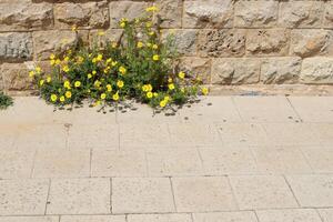 grön växter och blommor växa på de körbana och trottoar. foto