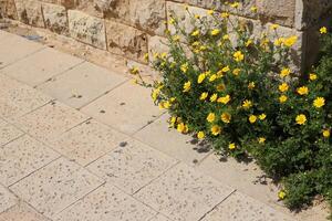 grön växter och blommor växa på de körbana och trottoar. foto