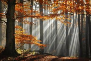 Foto solljus godkänd genom höst träd