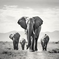 Foto elefanter i amboseli nationell parkera kenya afrika