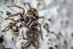 liten insekt på grön växt i de skön natur foto