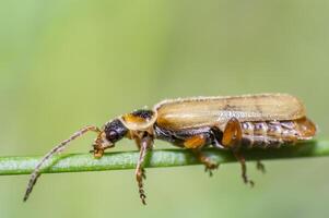 liten skalbagge i de grön natur säsong trädgård foto