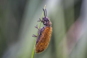 liten brun hårig skalbagge på blad av gräs foto