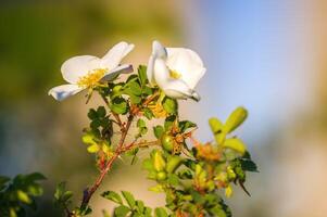 en skön färgrik blomma med en mjuk bakgrund foto