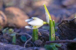 snö släppa blomma i min säsong trädgård foto