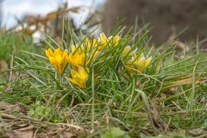 gul blå vit krokus i vår påsk säsong trädgård foto