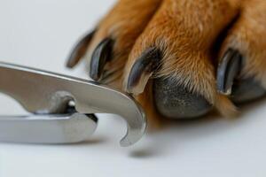säker sällskapsdjur nagel klippare isolerat på vit bakgrund foto