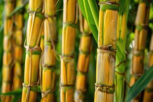 socker sockerrör stjälkar på plantage. foto