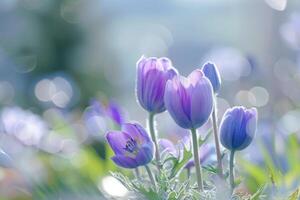 blommor av de windflower eller pulsatilla patens. först vår blomning blomma foto