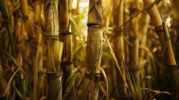 socker sockerrör stjälkar på plantage. foto