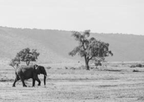 elefant i afrika mono foto