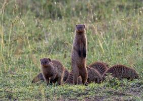 meerkat familj i afrika foto