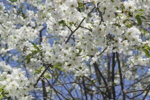 de blomma grenar av träd i vår. foto