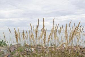 de säv på de kust linje. foto