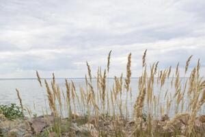 de säv på de kust linje. foto