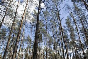 barr- skog på sommar. foto