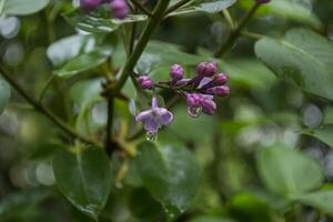 de blommor av lila efter regn. foto