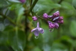 de blommor av lila efter regn. foto