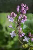 de blommor av lila efter regn. foto