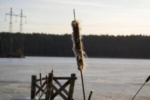 de bulrushes nära sjö. idyllisk plats. foto