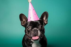 firande, Lycklig födelsedag, ny år eve fest, rolig djur- hälsning kort - söt hund sällskapsdjur med rosa fest hatt på grön vägg bakgrund textur foto
