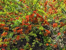 ljus röd blommor av en blommande kvitten, chaenomeles speciosa, buske. känd som japansk kvitten eller kinesisk kvitten foto