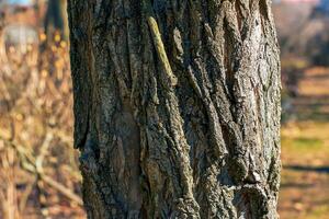 textur av träd bark med longitudinell djup sprickor. Robinia pseudoacacia bark bakgrund foto