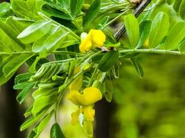 ärta buske caragana frutex, xerofila växt. stäpp akacia i tidigt vår foto