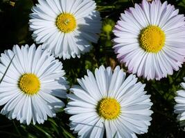 delikat vit och rosa daisy eller bellis perennis blommor på grön gräs. gräsmatta daisy blooms i vår foto