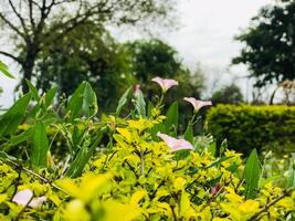 en buske med rosa blommor och grön löv foto