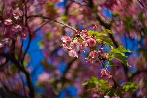 kawazu körsbär blommar swirly fläck i vår säsong stänga upp foto