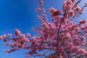 kawazu körsbär blommar i full blomma på de parkera lång skott foto