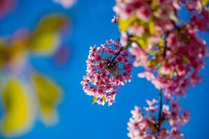 kawazu körsbär blommar i vår säsong foto