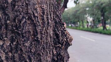 makro foton av träd bark den där utseende gammal är vanligtvis Begagnade som de bakgrund texturerad