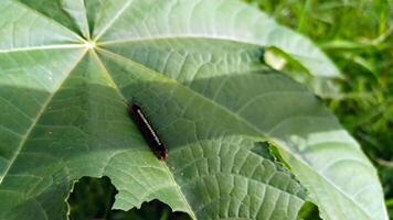 en larv på en grön blad. foto