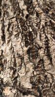 makro foton av träd bark den där utseende gammal är vanligtvis Begagnade som de bakgrund texturerad
