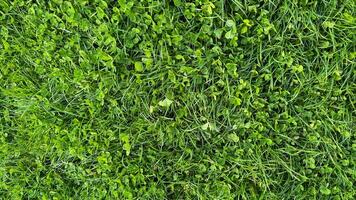 grönskande klöver och gräs textur topp se. frodig grön fält, vår tillväxt, jord omslag växter, och naturlig bakgrund begrepp för design och skriva ut. foto