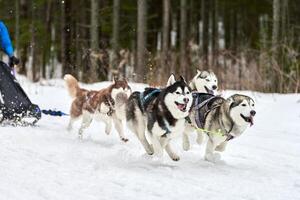 husky slädhundkapplöpning foto