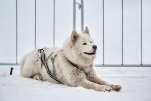 hes kälke hund ansikte, vinter- bakgrund foto