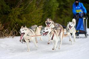 husky slädhundkapplöpning foto