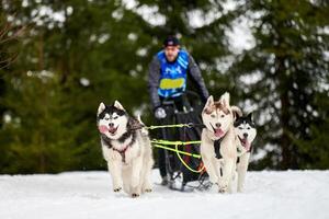 husky slädhundkapplöpning foto