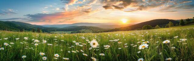 Sol miljö över fält av daisy foto