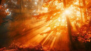 Sol lysande genom träd i skog foto