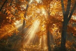 solbelyst skog fylld med träd foto