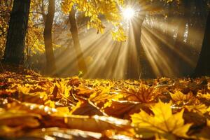 solljus filtrering genom träd och löv foto