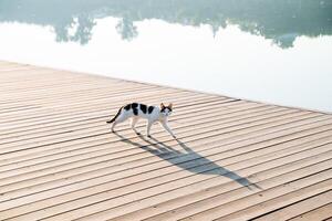 en vit katt med svart fläckar promenader längs de flod vägbank, de silhuett av en herrelös katt i de strålar av de morgon- Sol, en lång skugga från en katt. foto