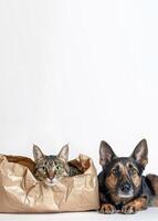 nyfiken katt med ljus grön ögon i skrynkliga brun papper väska, Nästa till hund på vit bakgrund kopia Plats. begrepp av sällskapsdjur adoption, djur- välfärd, sällskapsdjur relaterad Produkter foto